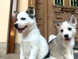 Çok Sağlıklı Sibirya Kurdu Yavrularımız