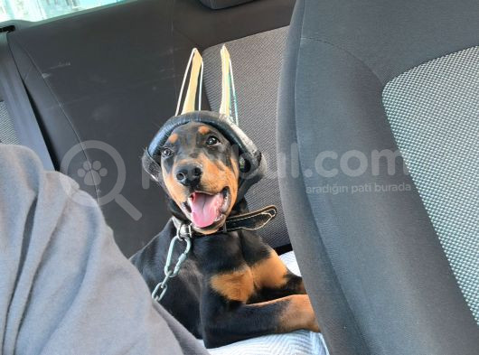 5 Aylık Doberman görsel