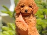 Red braw kıpkırmızı ev üretimi TOOY POODLE 