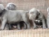 Cane Corso Yavru