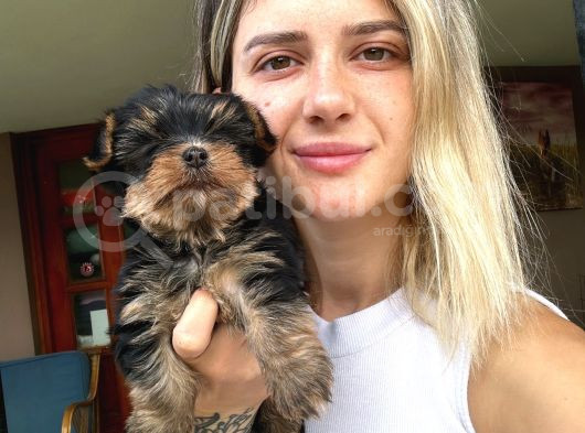 Yorkshire Terrier Yavruları