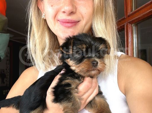 Yorkshire Terrier Yavruları görsel