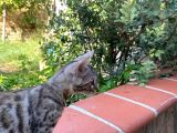 4 Aylık Snow Bengal Erkek
