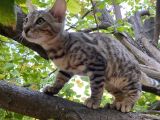 4 Aylık Snow Bengal Erkek