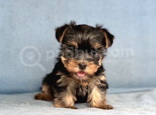 Yorkshire Terrier Yavruları görsel