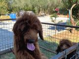 4 aylık dev poodle yavruları