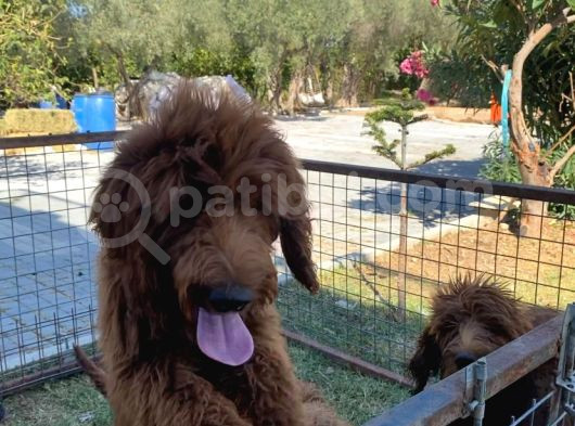 4 Aylık Dev Poodle Yavruları