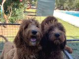 4 Aylık Dev Poodle Yavruları