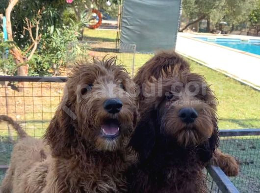 4 Aylık Dev Poodle Yavruları görsel