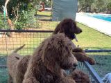 4 Aylık Dev Poodle Yavruları
