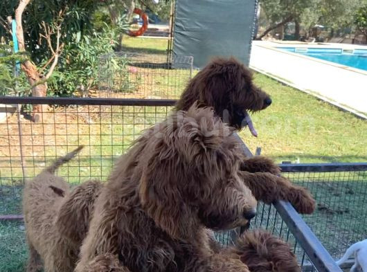 4 Aylık Dev Poodle Yavruları görsel