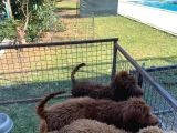 4 Aylık Dev Poodle Yavruları