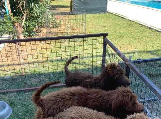 4 Aylık Dev Poodle Yavruları görsel