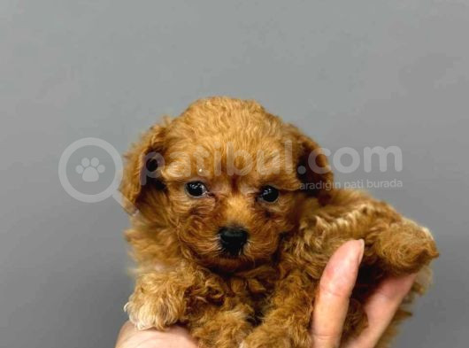 Tooy Poodle Cinsi Yavrular Dişi Erkek Mevcuttur  görsel