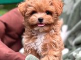 Tooy poodle cinsi kıpkırmızı Red mini Boy 