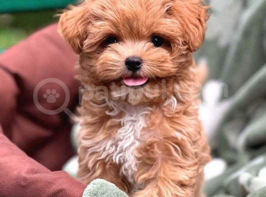 Tooy Poodle Cinsi Kıpkırmızı Red Mini Boy 
