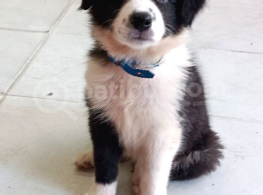 Border Collie Yavrumuz görsel