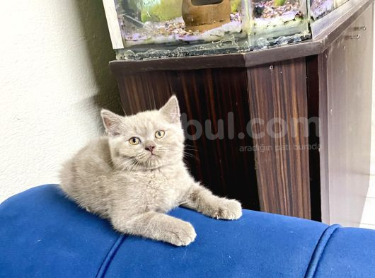 Brıtısh Yavrularımız Yeni Yuvalarını Bekliyor