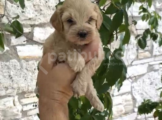 Irk Garanti̇li̇ Malti̇poo Bebekler