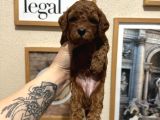 Safkan Toy Poodle Yavrularımız