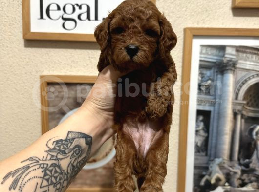 Safkan Toy Poodle Yavrularımız görsel