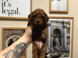 Safkan Toy Poodle Yavrularımız