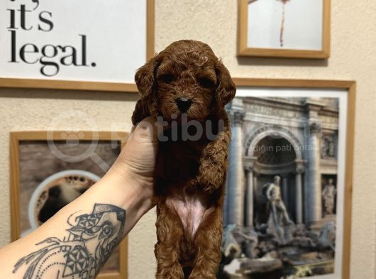 Safkan Toy Poodle Yavrularımız görsel