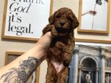 Safkan Toy Poodle Yavrularımız
