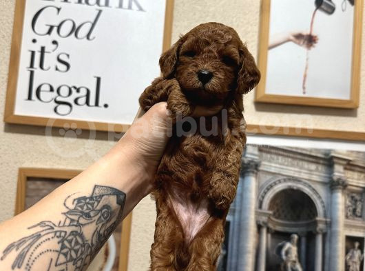 Safkan Toy Poodle Yavrularımız görsel