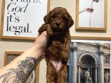 Safkan toy poodle yavrularımız