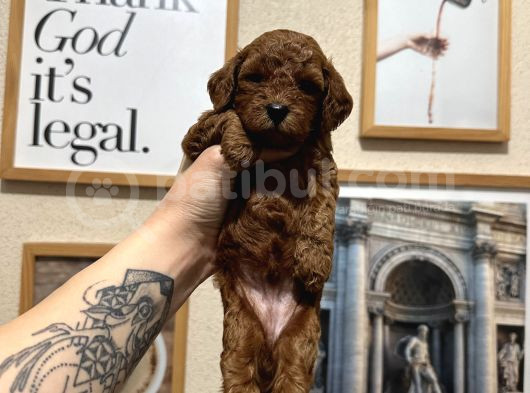 Safkan Toy Poodle Yavrularımız