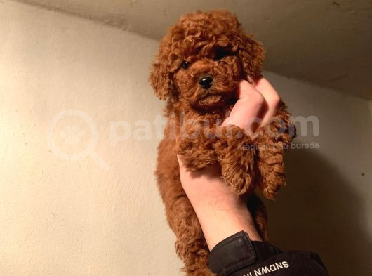 Teacup Poodle Yavruları Sahiplenmeye Hazır görsel