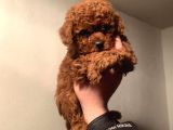 Teacup Poodle Yavruları Sahiplenmeye Hazır