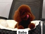 Teacup Poodle Yavruları Sahiplenmeye Hazır