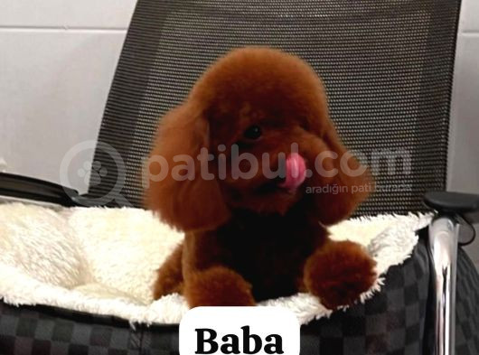 Teacup Poodle Yavruları Sahiplenmeye Hazır görsel