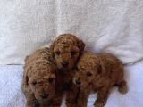 ORİJİNAL TOY POODLE YAVRULARI