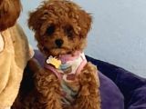 Tooy poodle cinsi kıpkırmızı Red mini Boy 