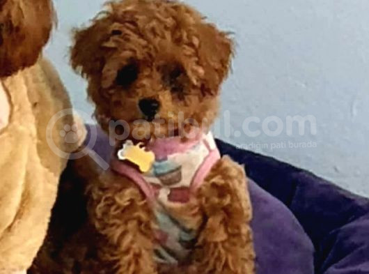 Tooy Poodle Cinsi Kıpkırmızı Red Mini Boy 