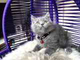 Safkan British Shorthair Bebekler