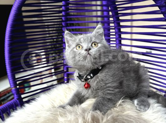 Safkan British Shorthair Bebekler görsel