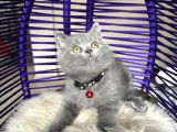 Safkan British Shorthair Bebekler