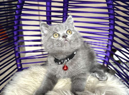 Safkan British Shorthair Bebekler görsel