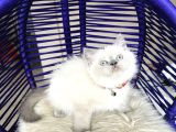 Safkan British Shorthair Bebekler