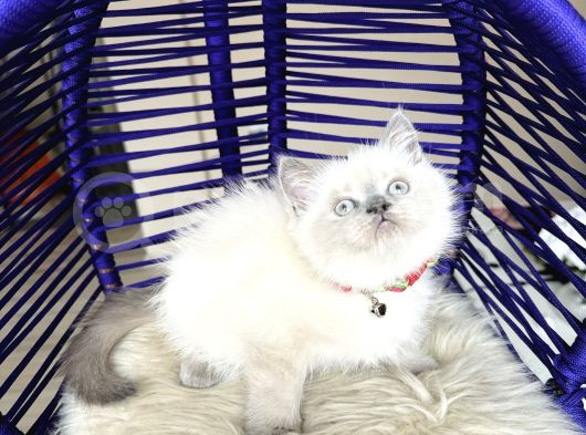 Safkan British Shorthair Bebekler görsel