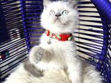 Safkan British Shorthair Bebekler