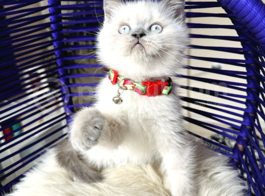 Safkan British Shorthair Bebekler görsel