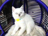 Safkan British Shorthair Bebekler