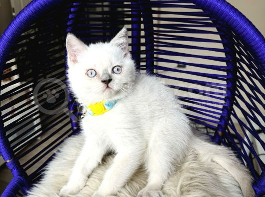 Safkan British Shorthair Bebekler görsel