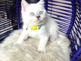 Safkan British Shorthair Bebekler
