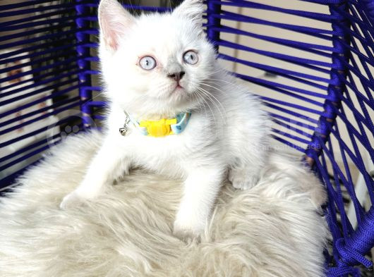 Safkan British Shorthair Bebekler görsel